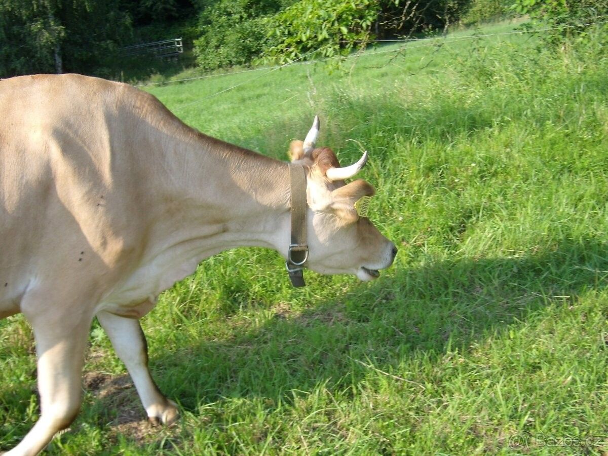 Pozemky pro bydlení, Tachov, 347 01