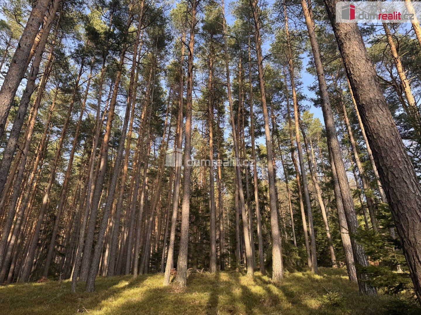 Lesy, Jelemek, Nebahovy, 2 877 m² - 2