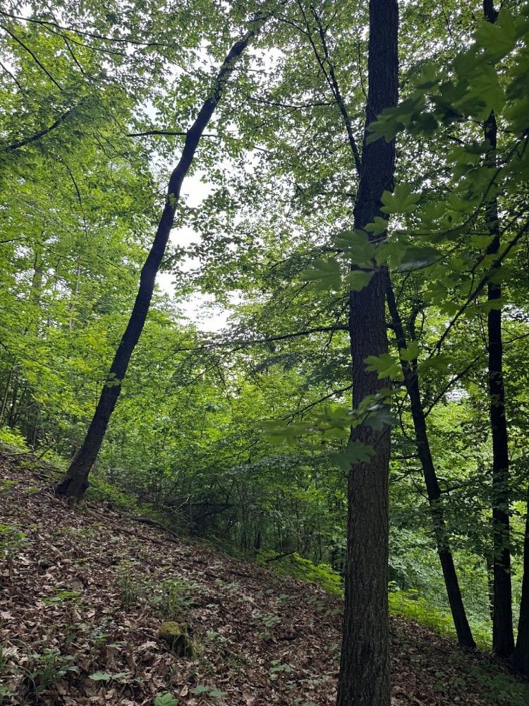 Les · Kuks - Dobříč, okres Trutnov, Královéhradecký kraj - 3