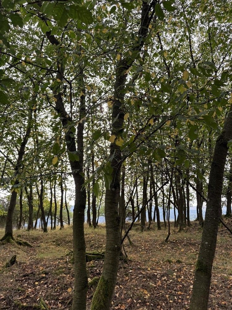 Les · Kladruby - Hřešihlavy, okres Rokycany - 3