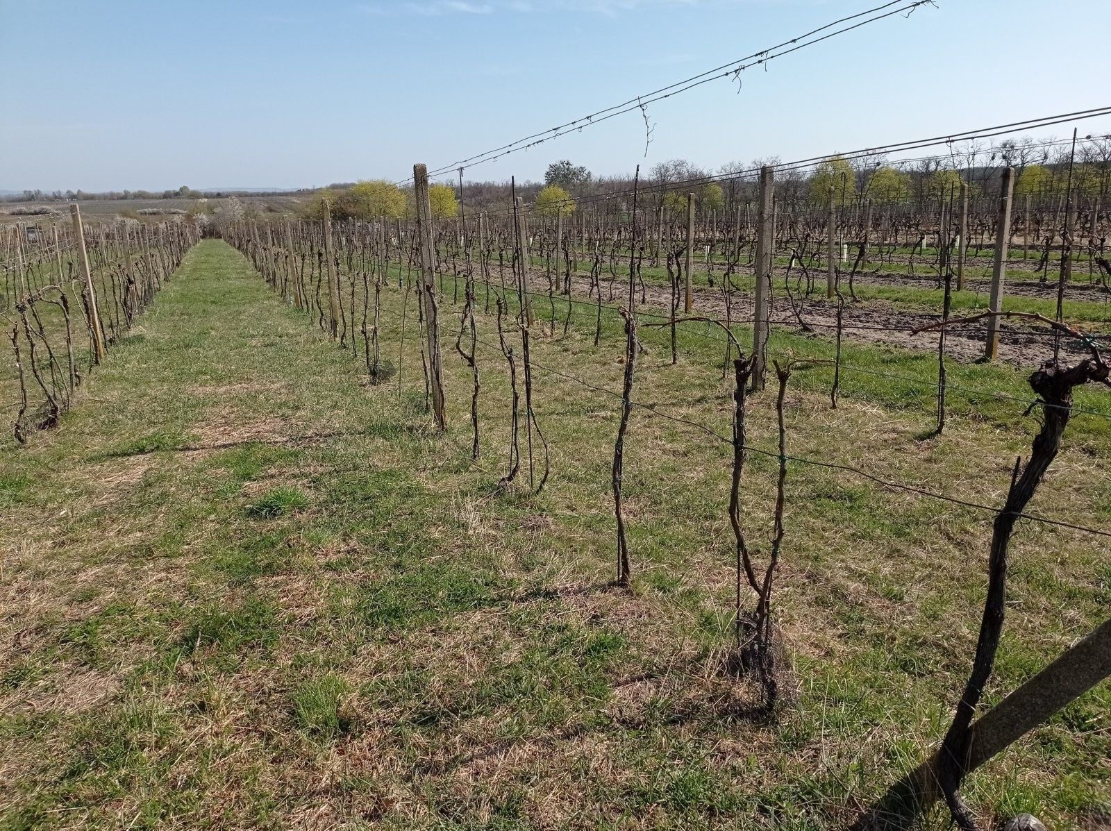 Pozemek · 2 818 m² · Valtice - 4