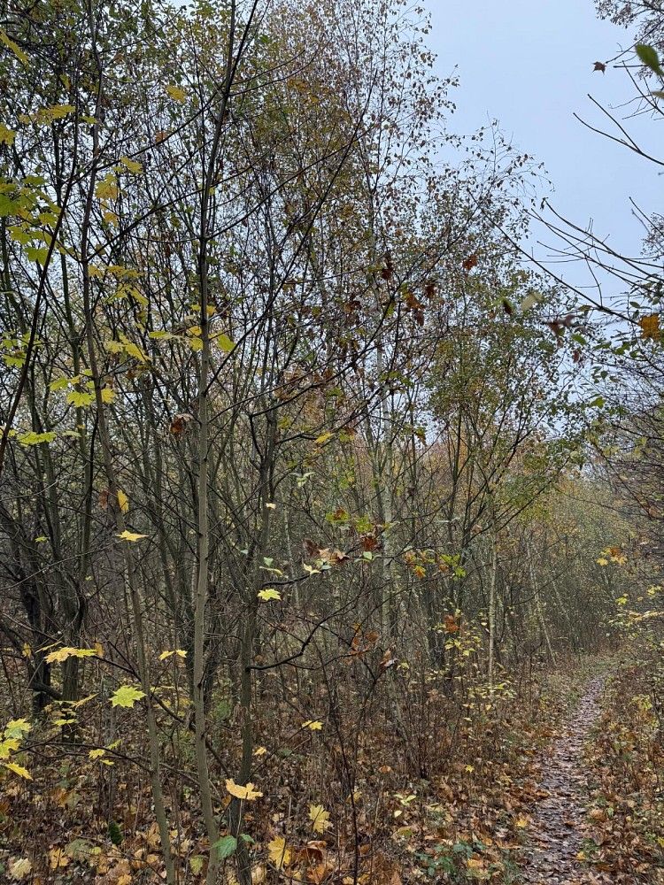 Pozemek · Průhonice - Nýřany, okres Praha-západ, Středočeský kraj - 3