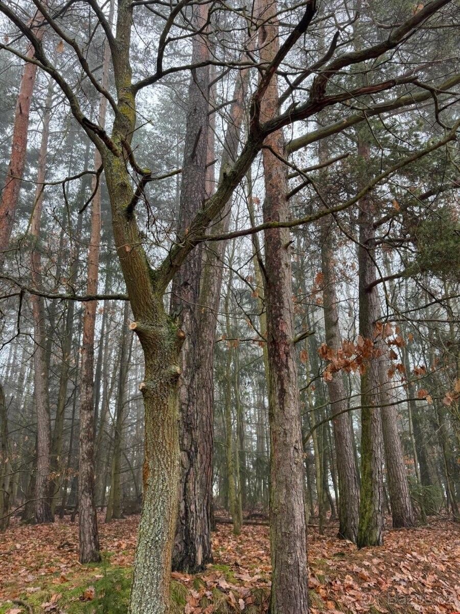 Pozemky pro bydlení, Písek, 397 01