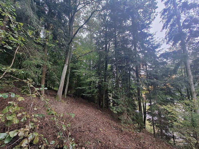 Les · Nové Město nad Metují, okres Náchod, Královéhradecký kraj - 4
