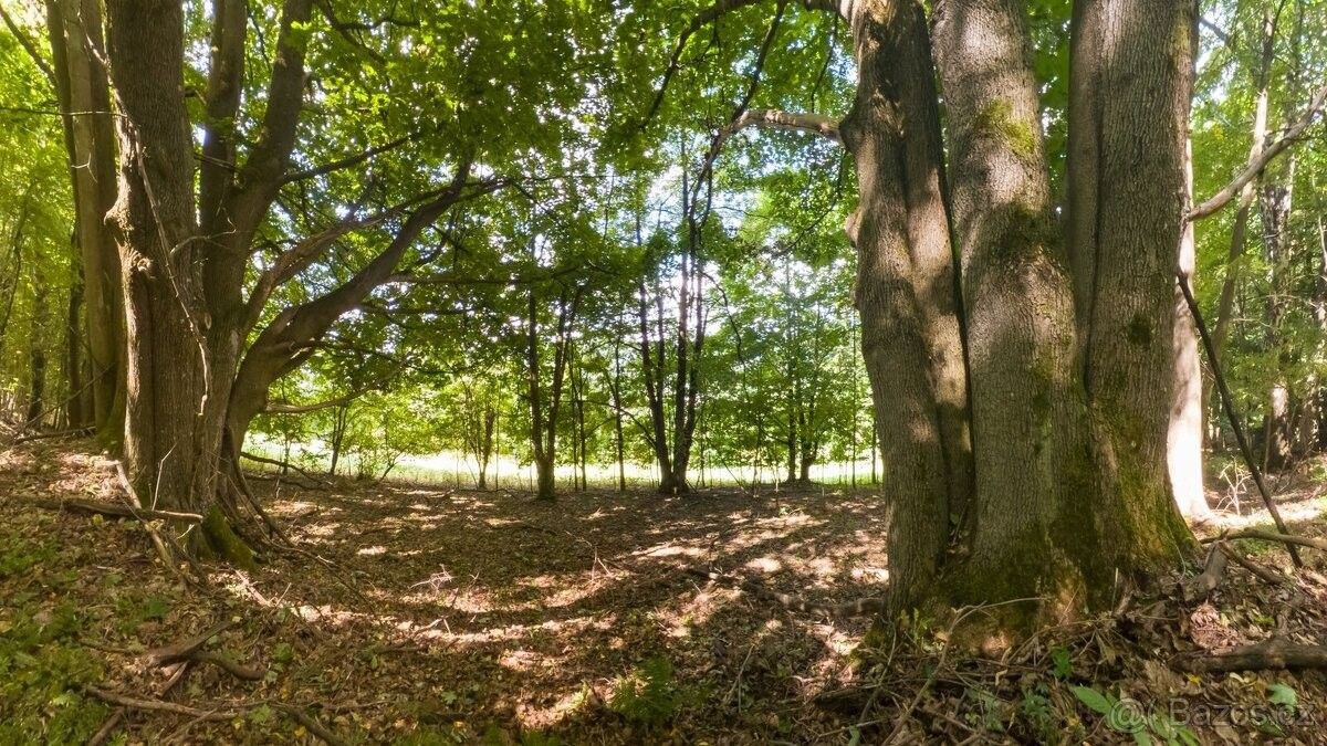 Pozemky pro bydlení, Loučná nad Desnou, 788 11 - 2