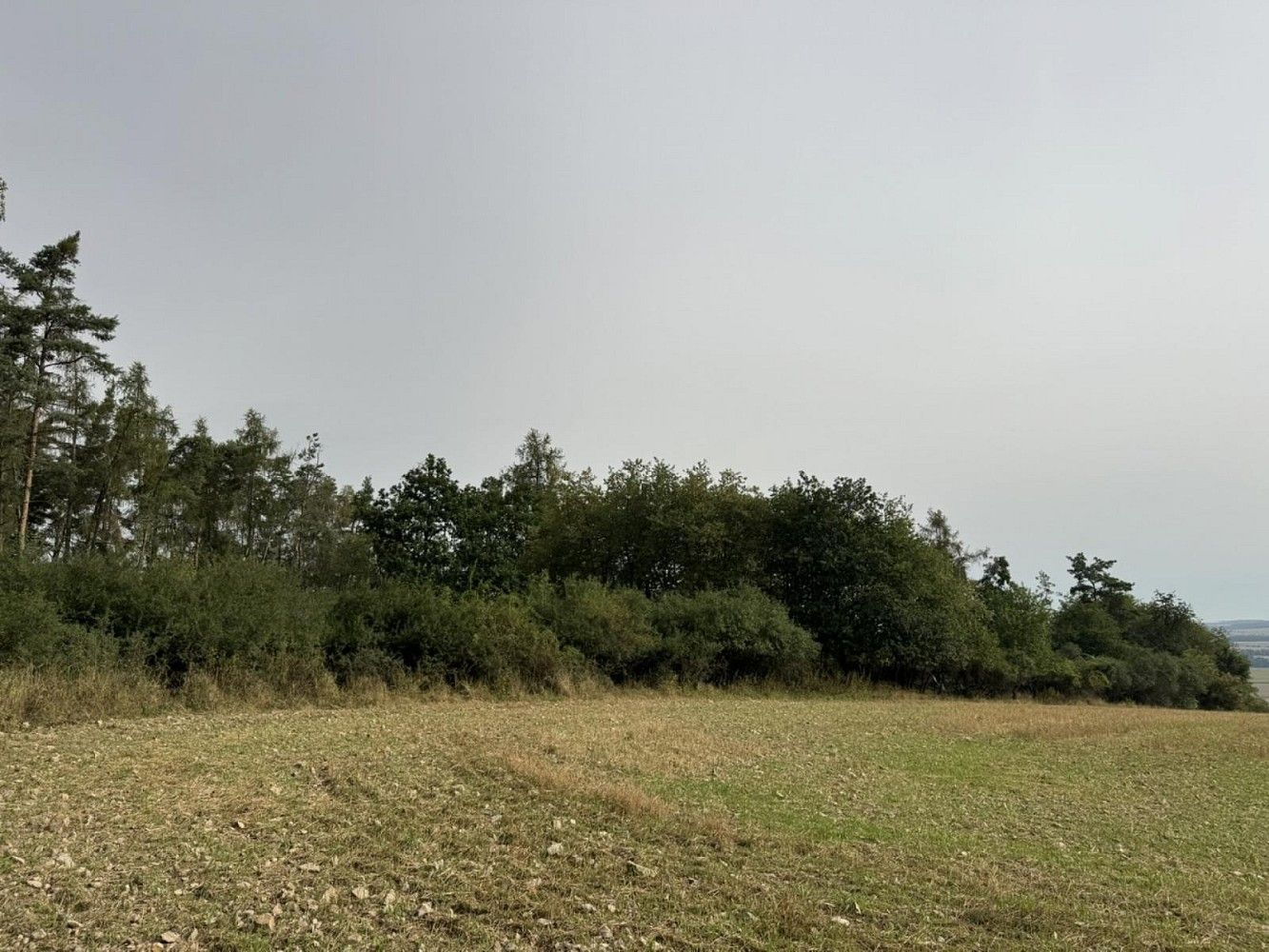 Lesy, Kladruby - Hřešihlavy, okres Rokycany - 2