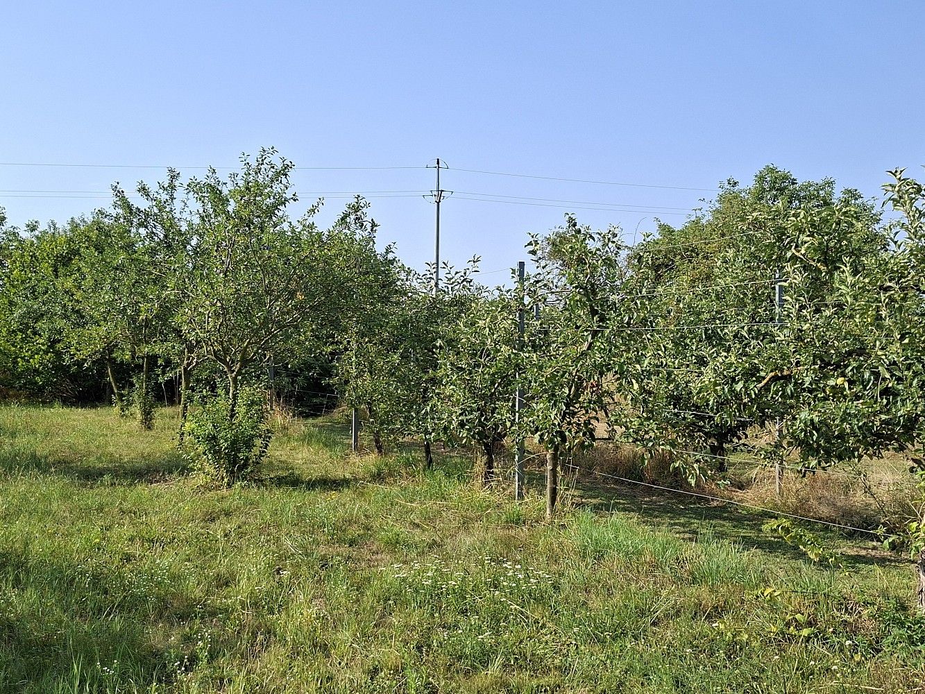 Prodej zahrada - Troubky, okres Přerov, Olomoucký kraj - 5