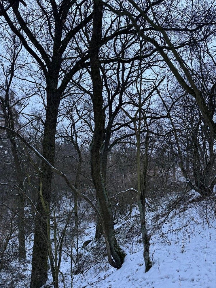 Les · Holubice - 3