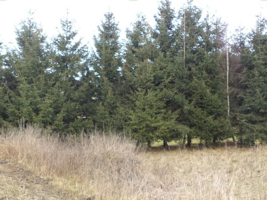 Pozemek · 1 390 m² · Horní Planá - 3