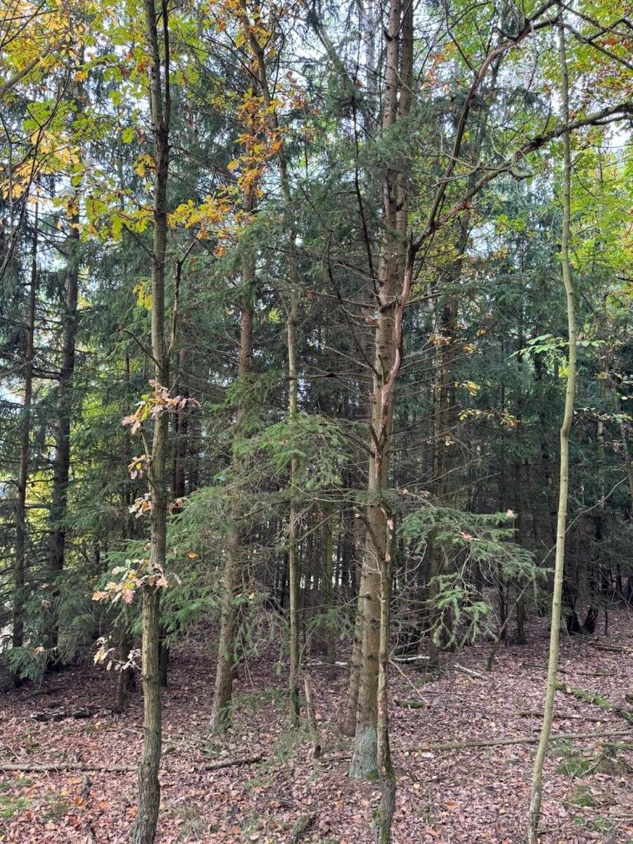 Prodej pozemek pro bydlení - Týn nad Vltavou, 375 01