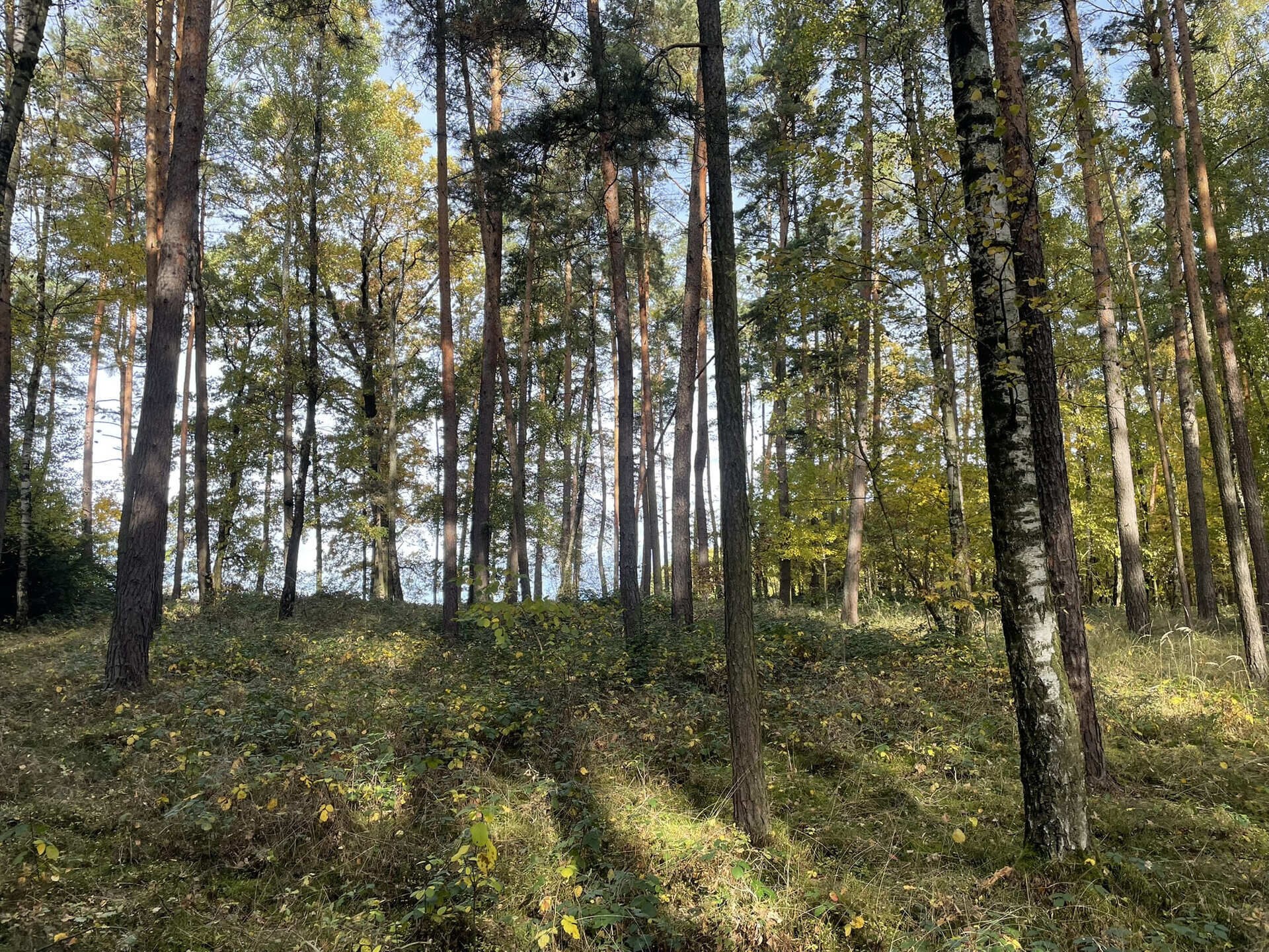 Les · 21 899 m² · Lipí Kaliště u Lipí - 3