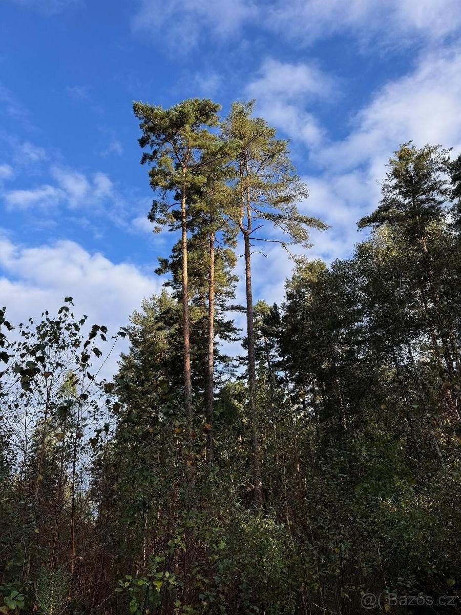 Prodej pozemek pro bydlení - Trhové Sviny, 374 01