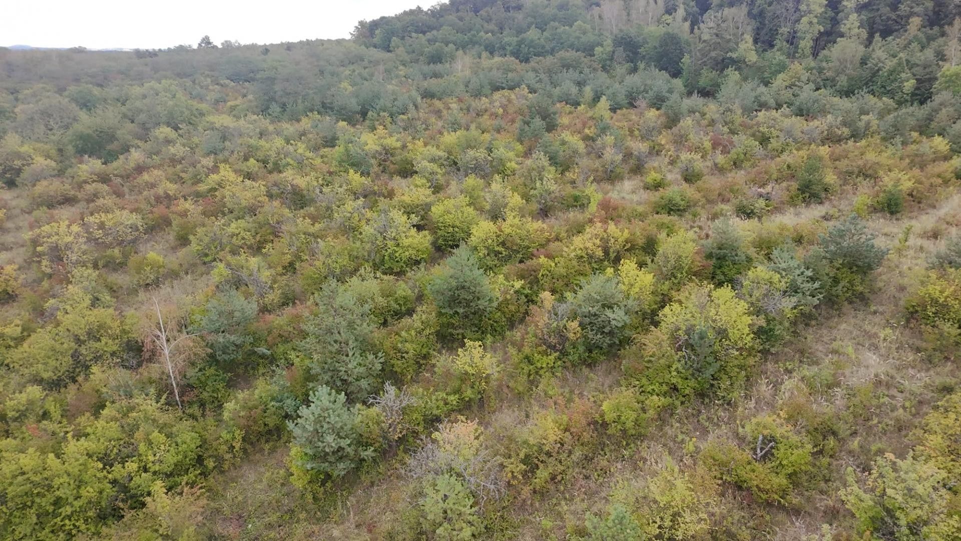 Ostatní, Bechlín, 42 877 m² - 2