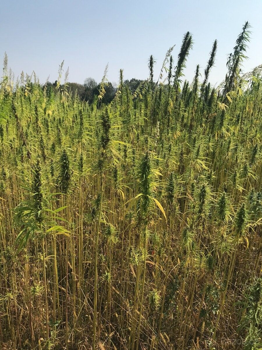 Lesy, Vysoká u Mělníka, 277 24, 30 000 m²