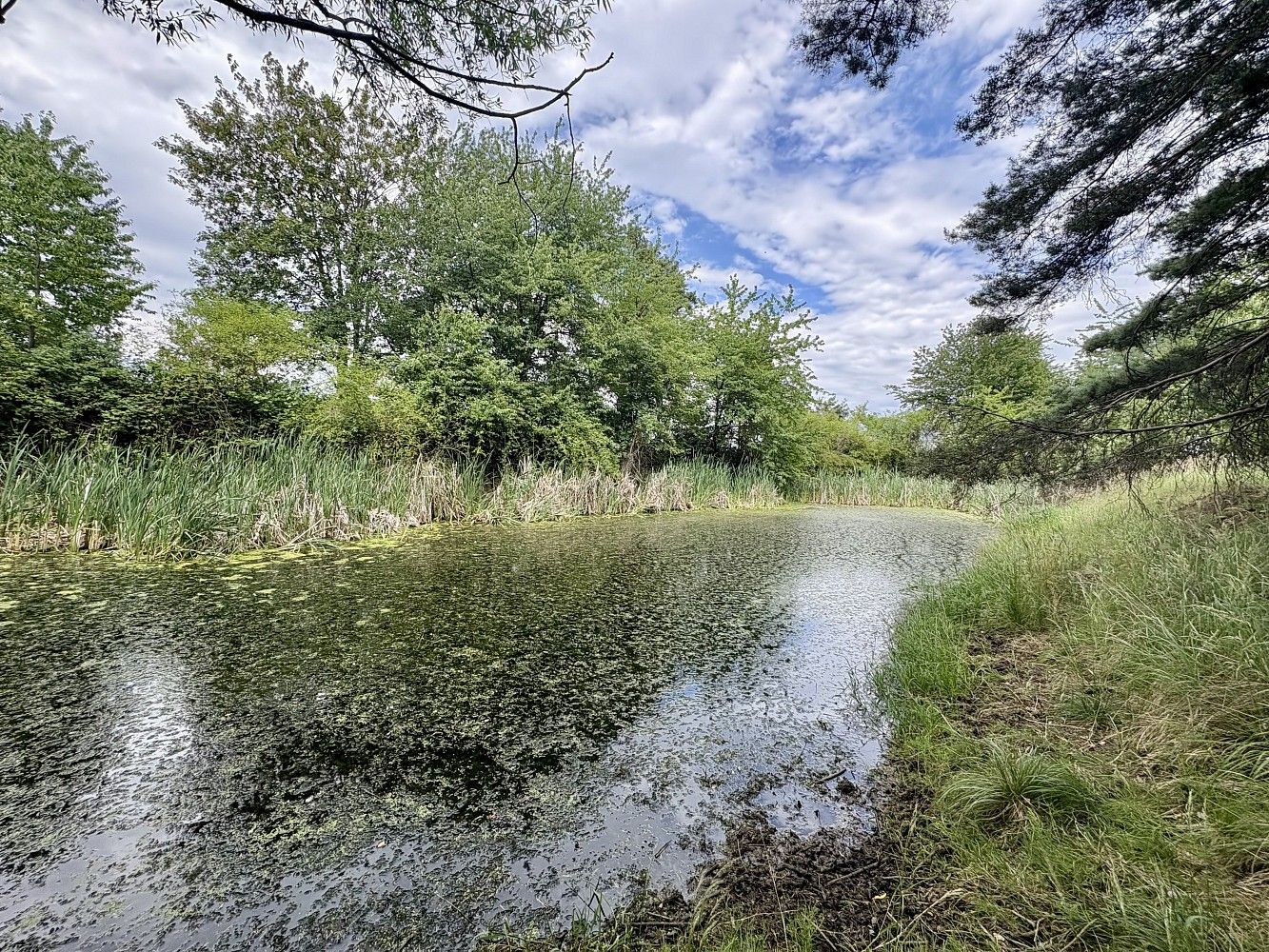 Prodej louka - Rybníky - Libice, okres Příbram, Středočeský kraj - 1