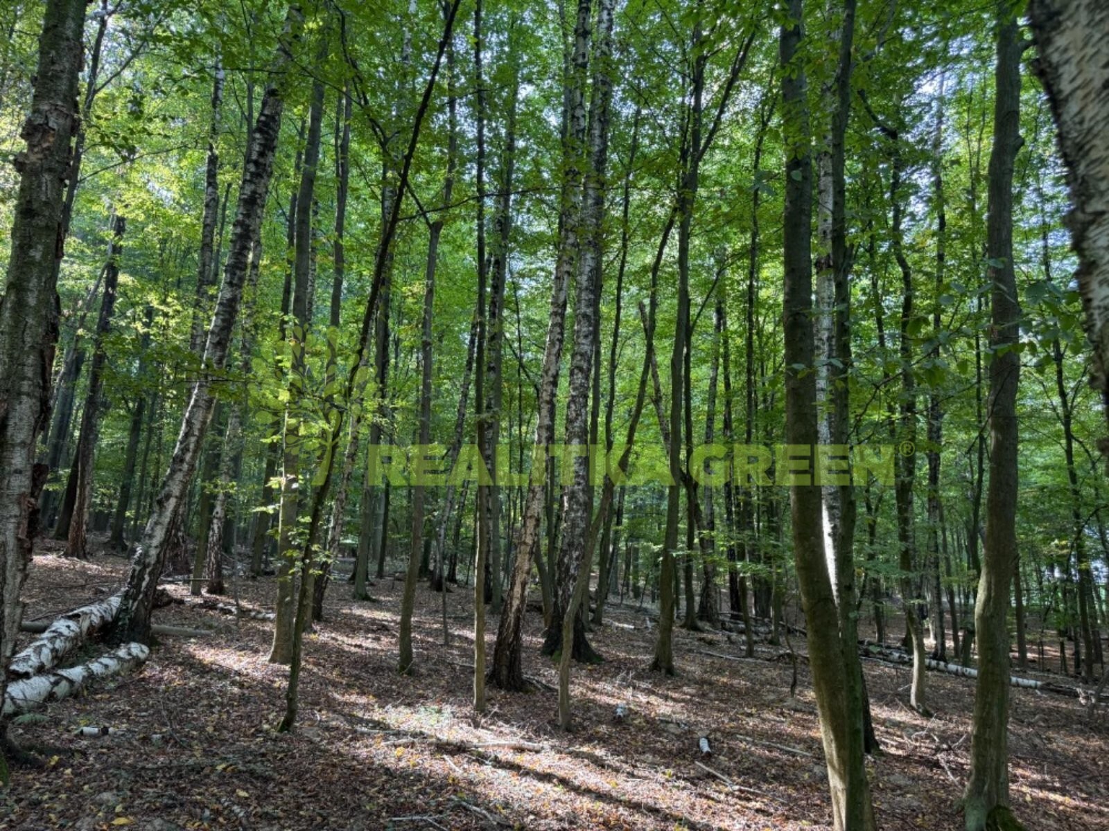 Les · 6 667 m² · Lechotice - 3