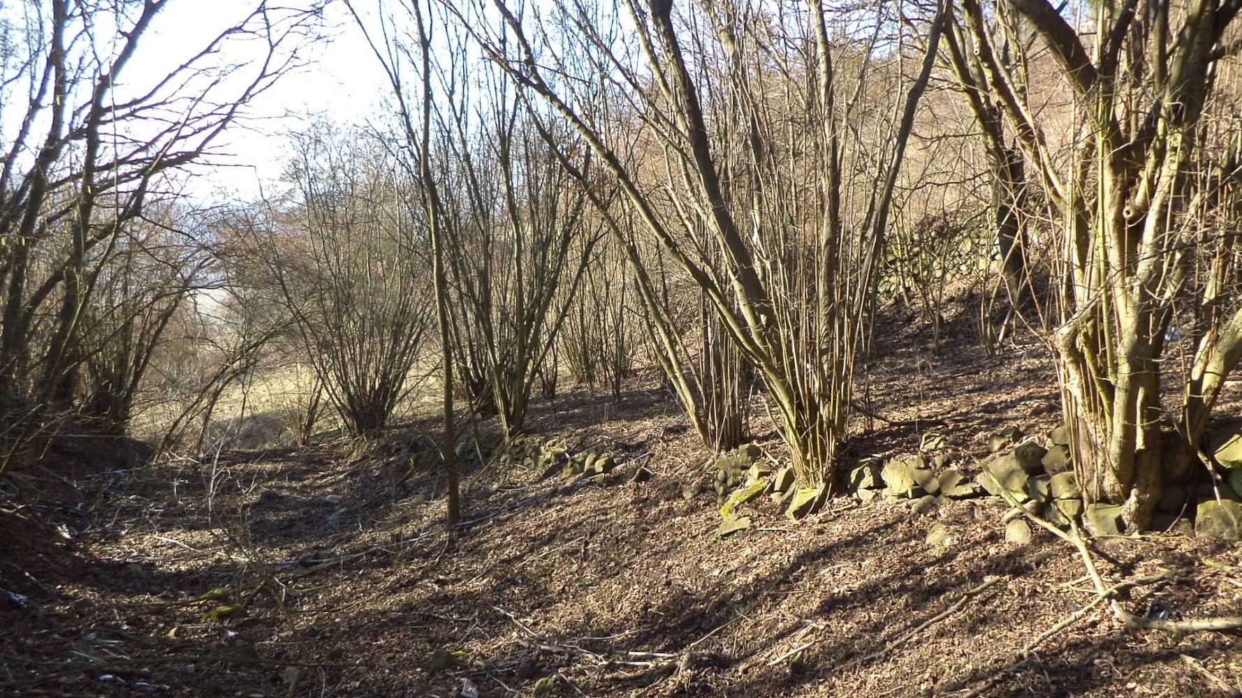 Zahrada · Trmice, okres Ústí nad Labem, Ústecký kraj - 4