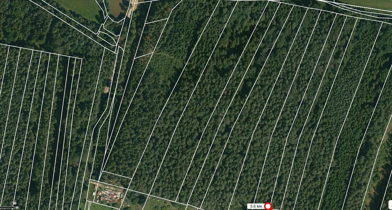 Les · Dražíč, okres České Budějovice, Jihočeský kraj - 3
