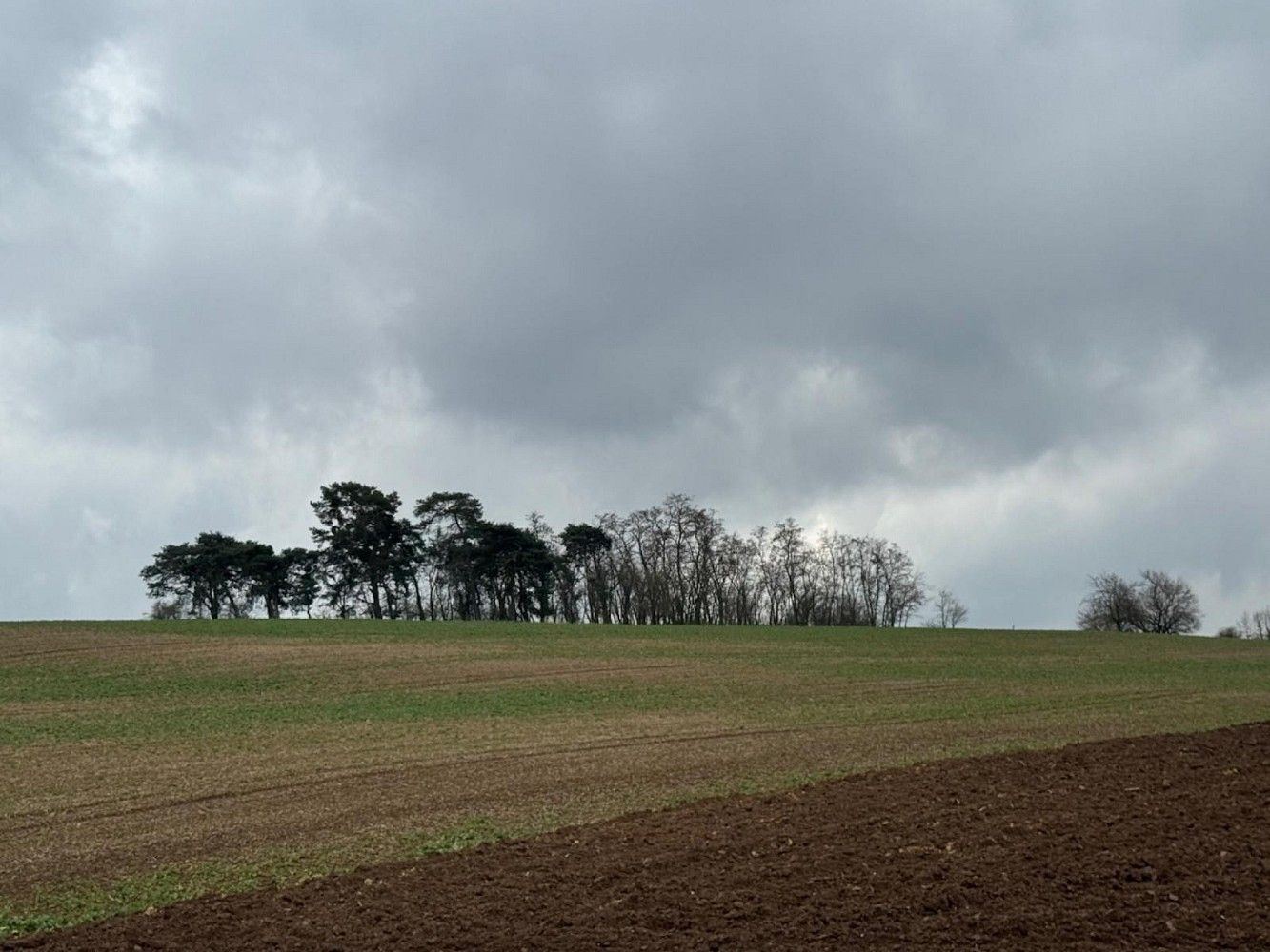 Lesy, Břežany I - Rumburk 2-Horní Jindřichov, okres Kolín, Středočeský kraj - 2