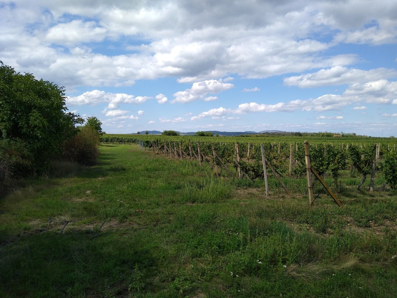Pozemek · 5 491 m² · Zámek 1, Valtice - 4