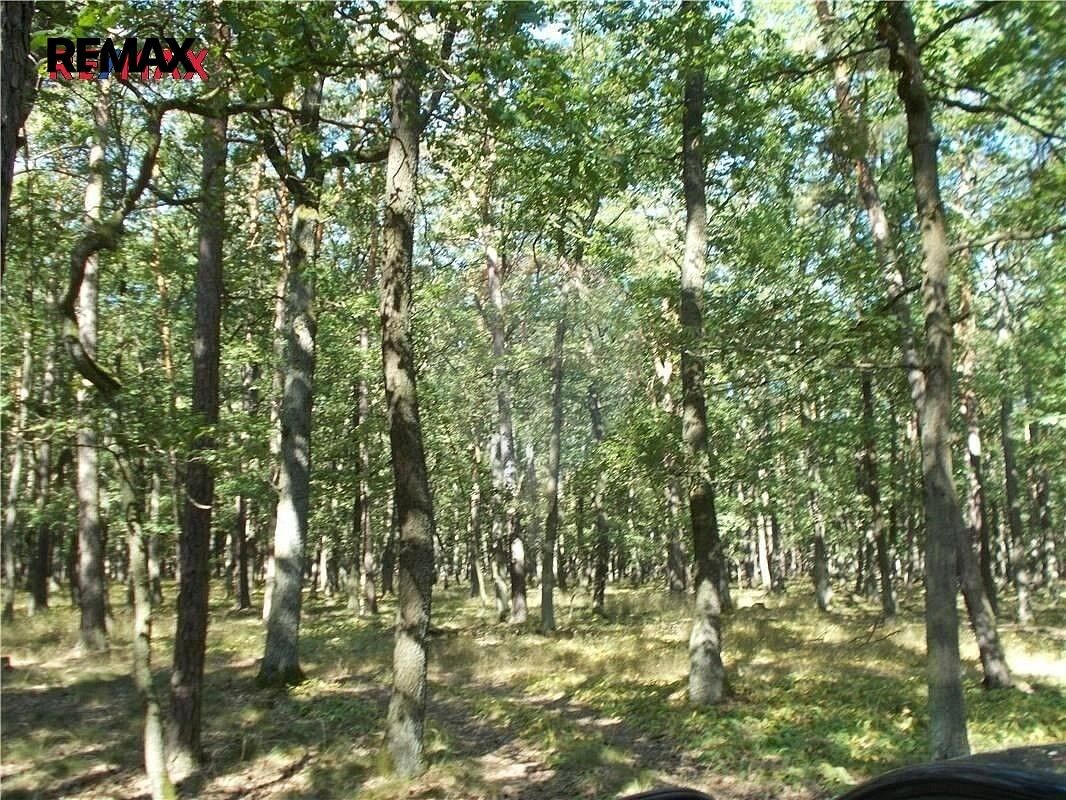 Lesy, Vážany, okres Vyškov, Jihomoravský kraj - 2