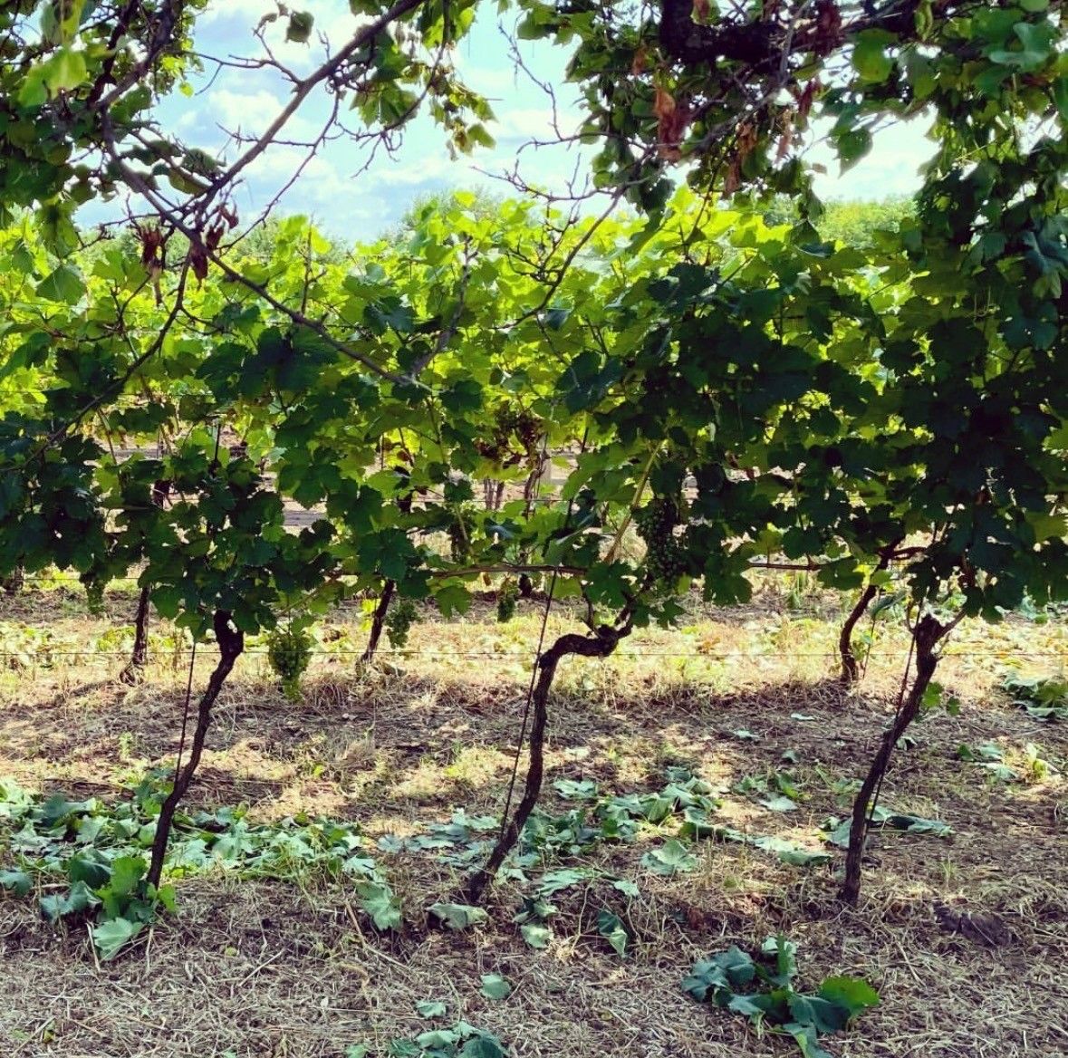 Pronájem zahrada - Brumovice na Moravě, 691 11