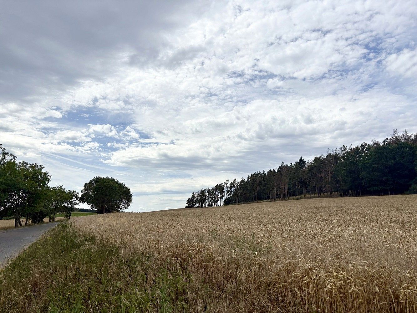 Les · Rybníky, okres Příbram, Středočeský kraj - 4