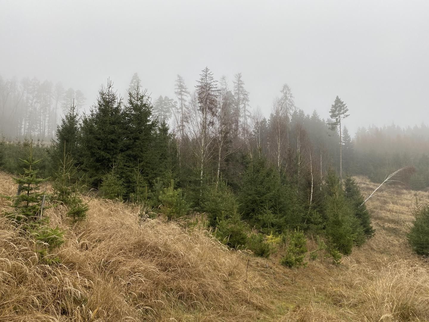 Lesy, Lázy, Městečko Trnávka