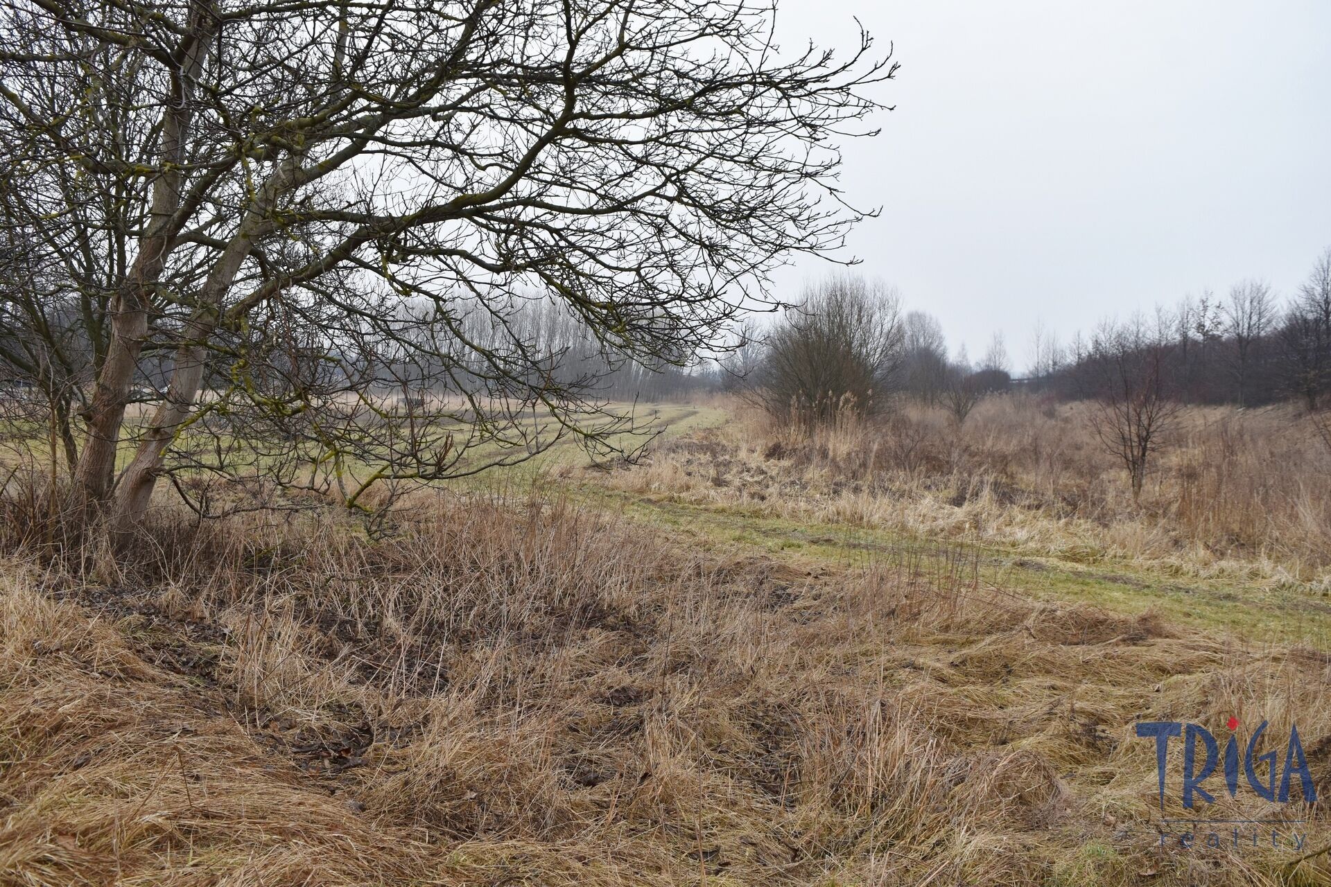 Prodej louka - Velký Třebešov, 1 m²