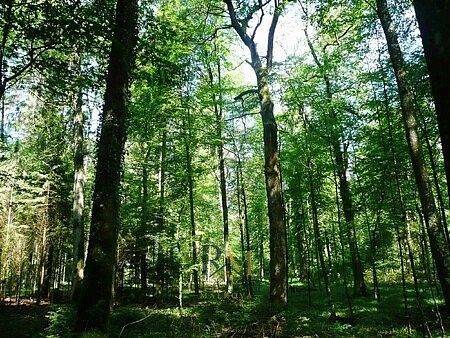 Les · Ludkovice, okres Zlín, Zlínský kraj - 3