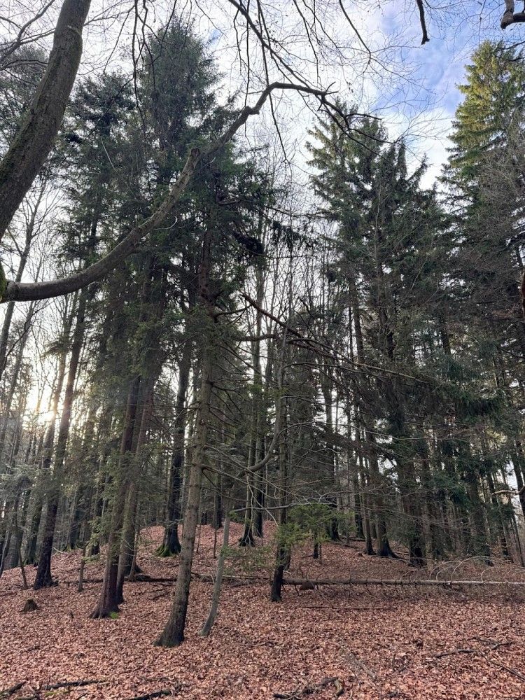 Prodej les - Huslenky - Velešovice, okres Vsetín, Zlínský kraj - 5