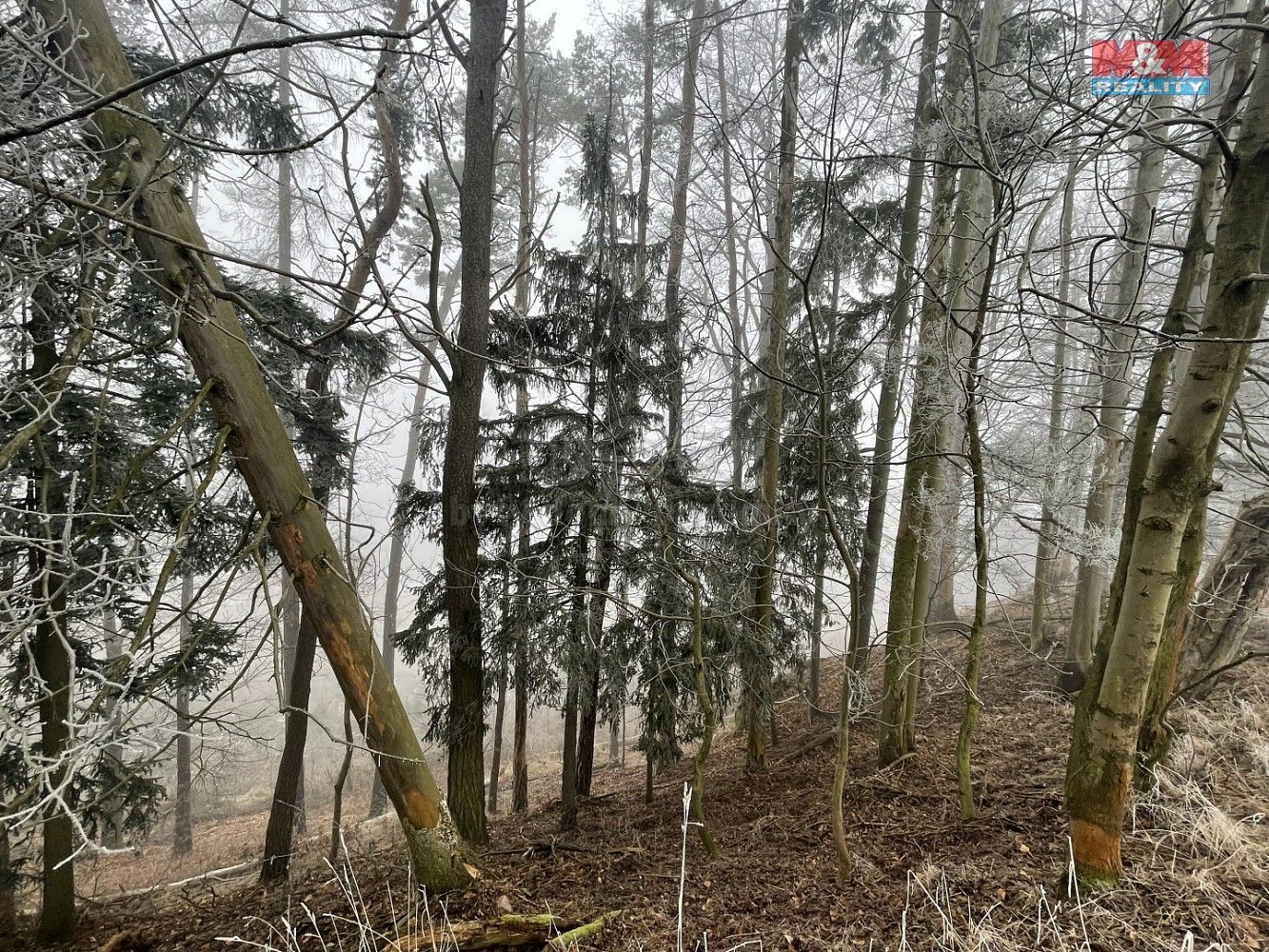 Lesy, Stará Paka, okres Jičín, Královéhradecký kraj - 2