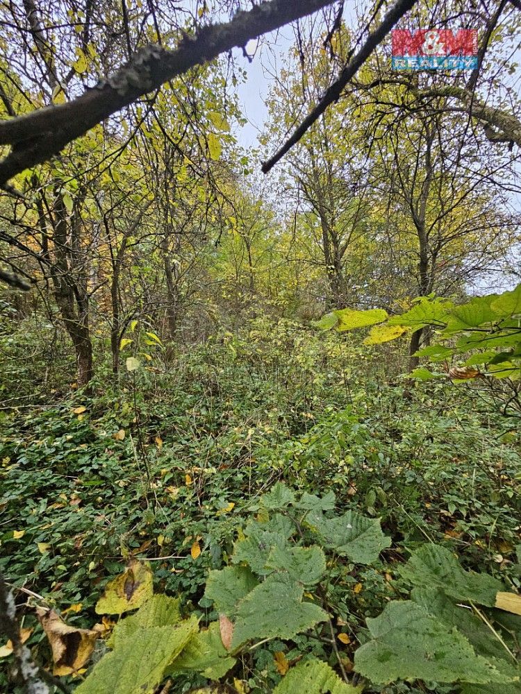 Louka · Hynčina, okres Šumperk, Olomoucký kraj - 3
