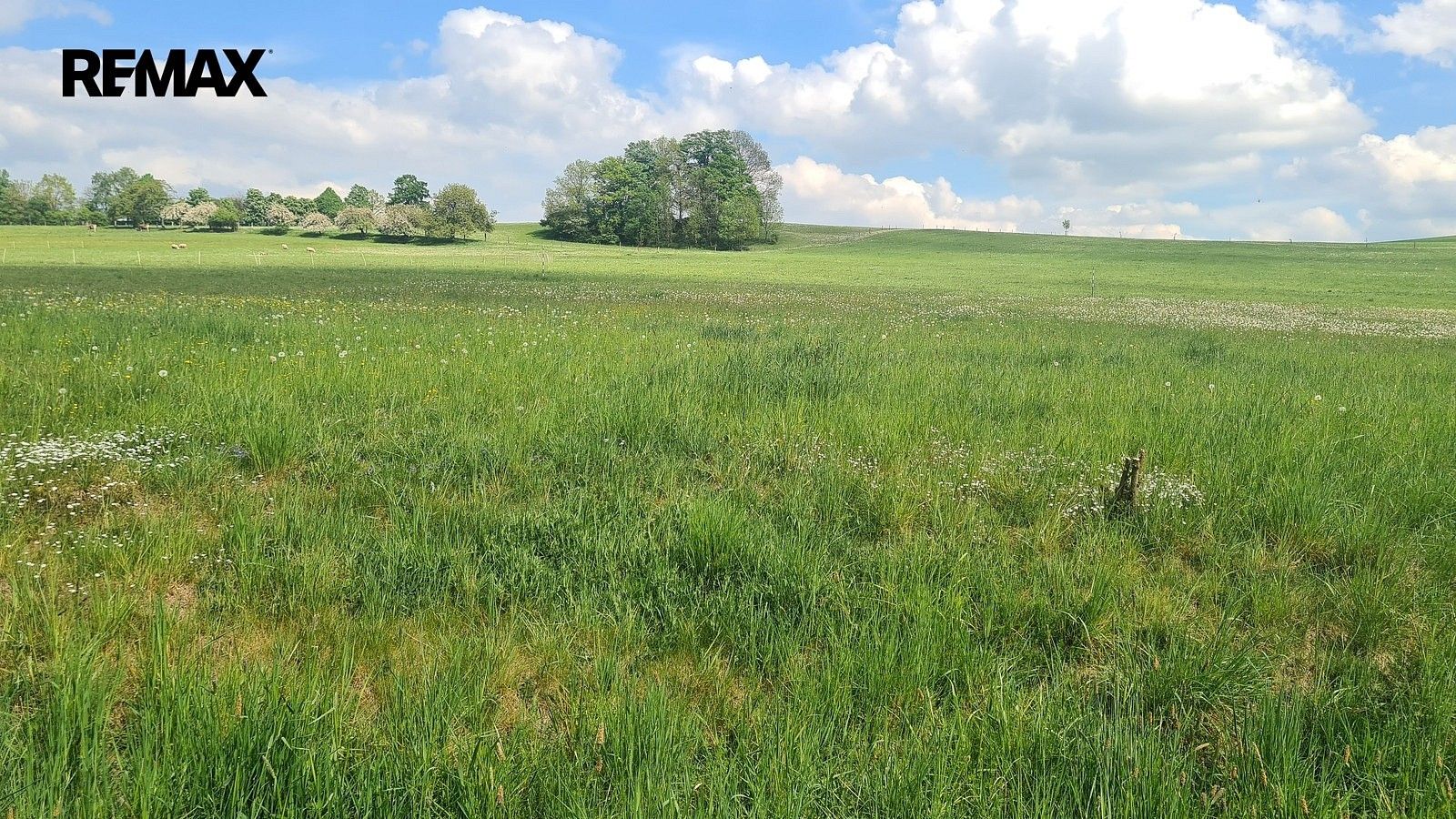 Prodej louka - Čížkov, okres Plzeň-jih, Plzeňský kraj - 5