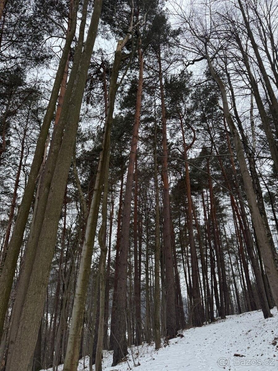 Prodej pozemek pro bydlení - Valašská Bystřice, 756 27 - 5