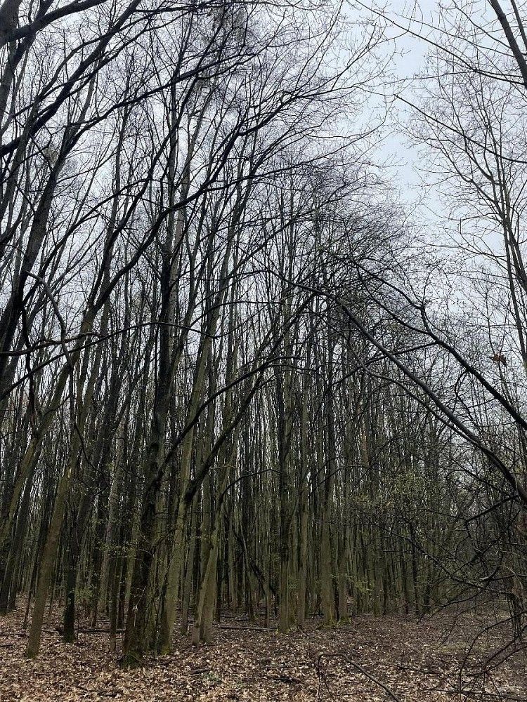 Les · Rybitví - Nýřany, okres Pardubice, Pardubický kraj - 4