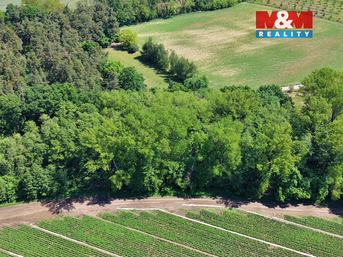 Les · Lysá nad Labem, okres Nymburk - 3