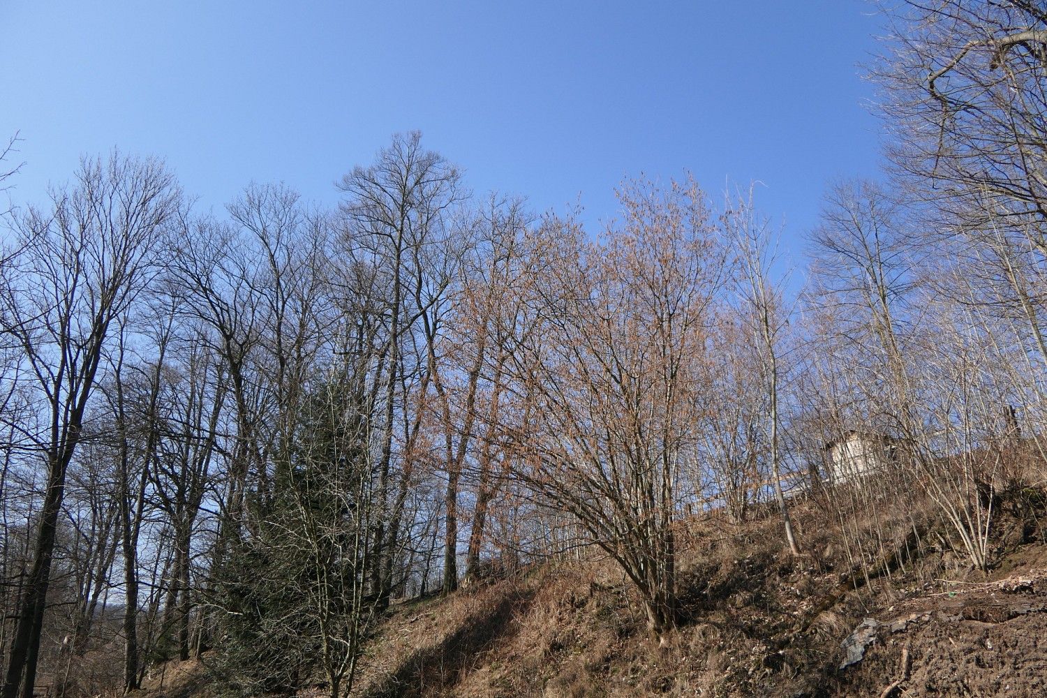Prodej les - Raspenava, okres Liberec, Liberecký kraj - 2