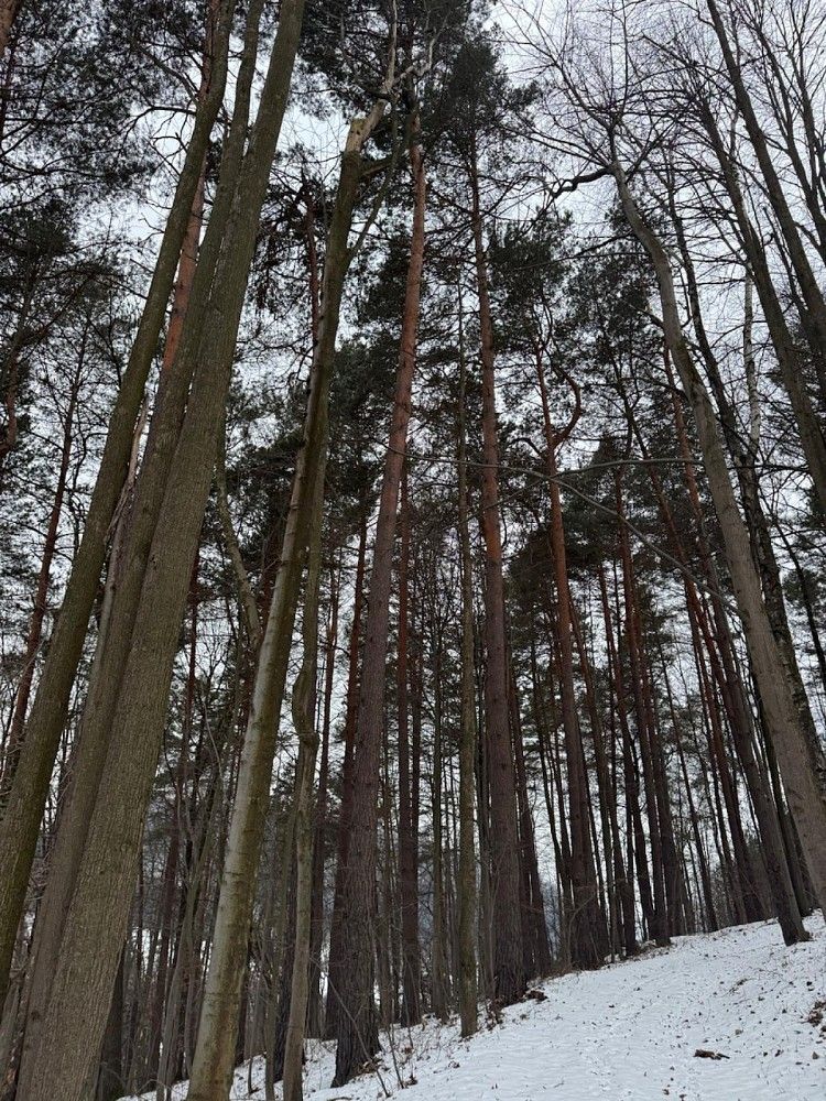 Lesy, Malá Bystřice - Velešovice, okres Vsetín, Zlínský kraj
