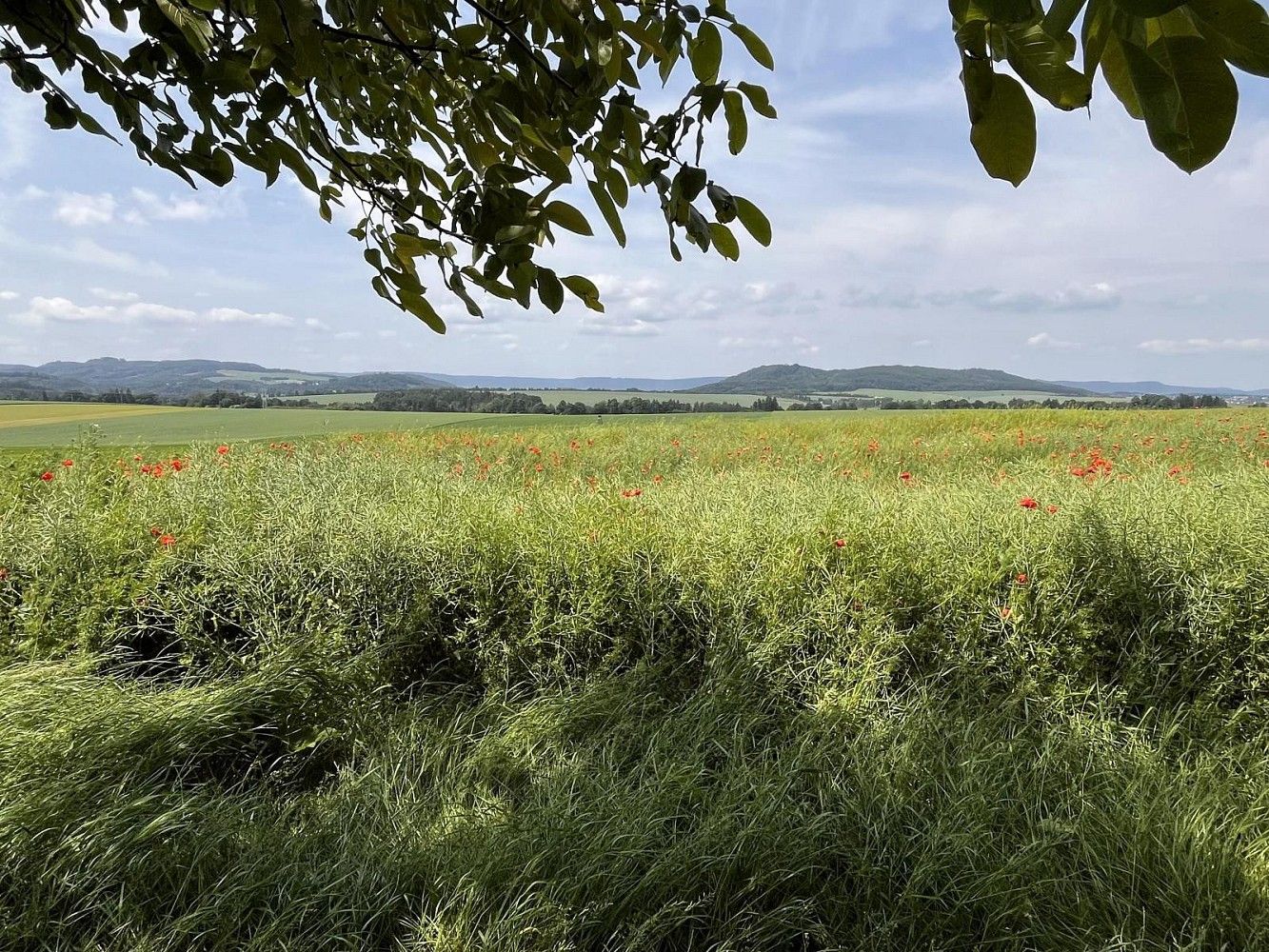 Rodinný dům · 851 m² · Gruna, okres Svitavy, Pardubický kraj - 4