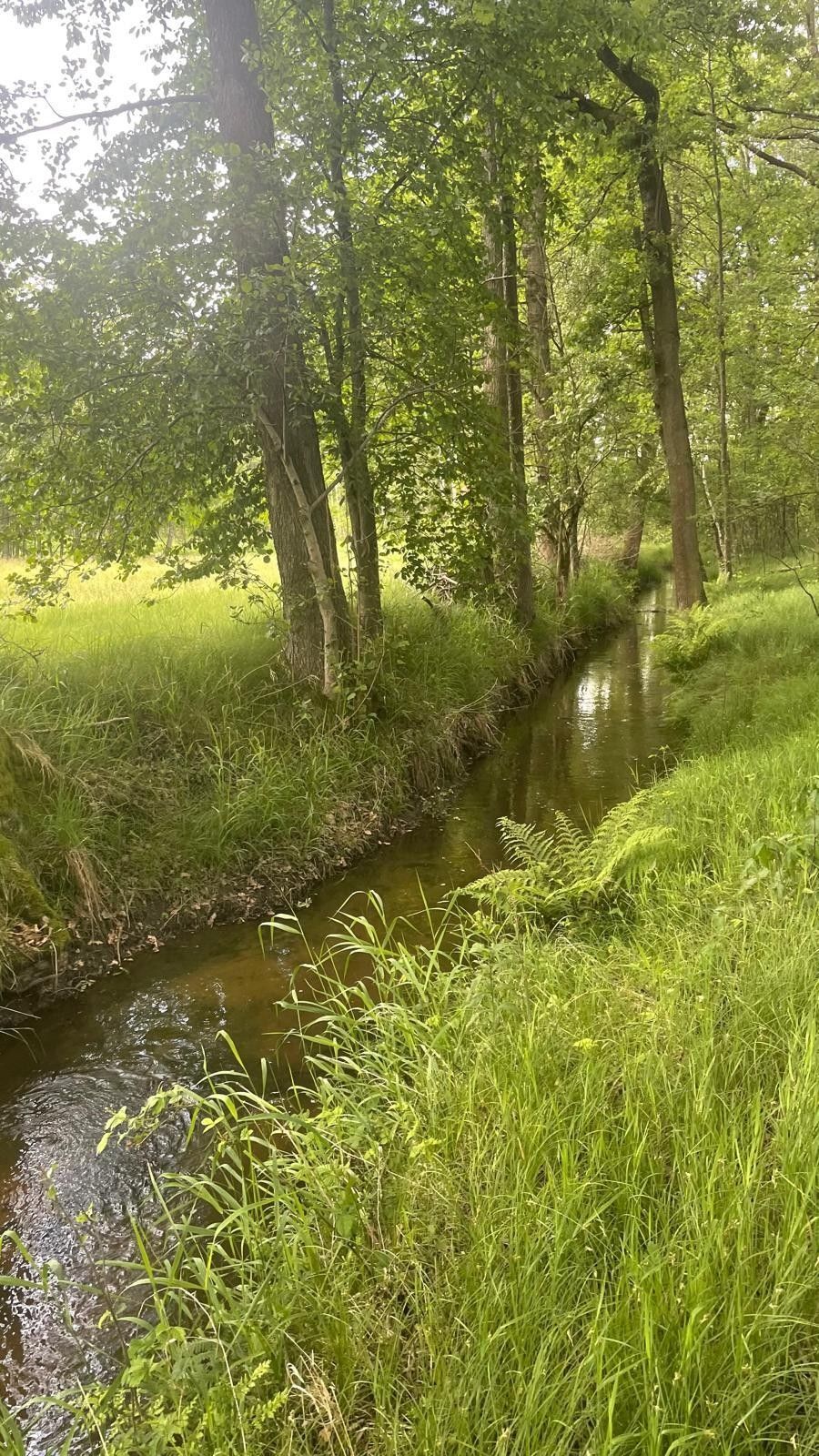 Lesy, Žíteč, Chlum u Třeboně, 360 m²