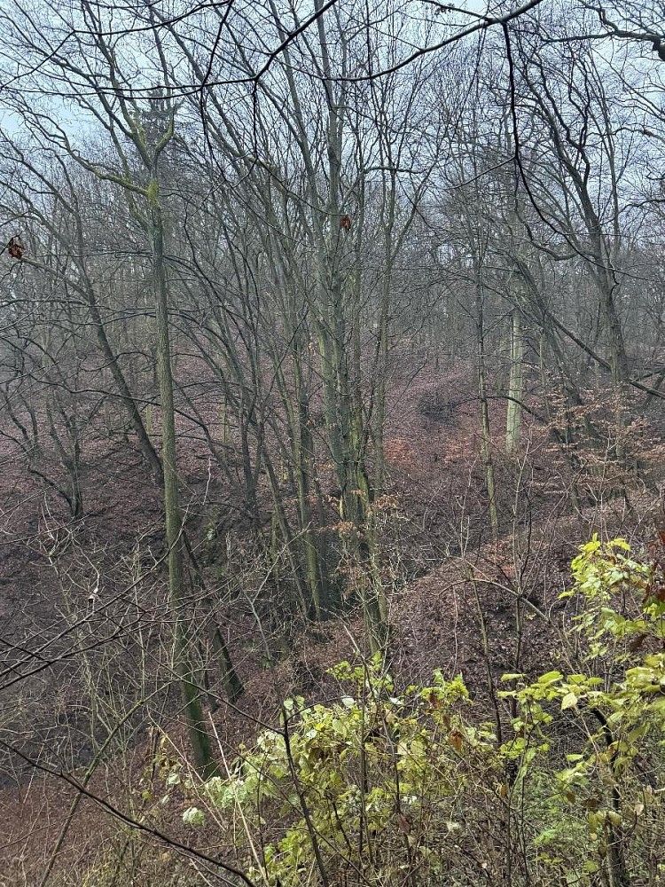 Lesy, Chuderov - Nýřany, okres Ústí nad Labem, Ústecký kraj - 2