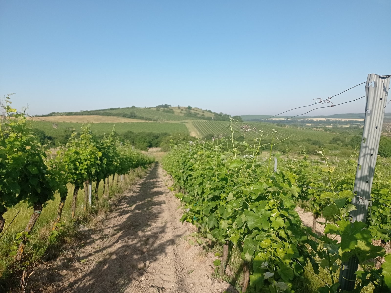 Zemědělský pozemek · 12 285 m² · Bavory - 3
