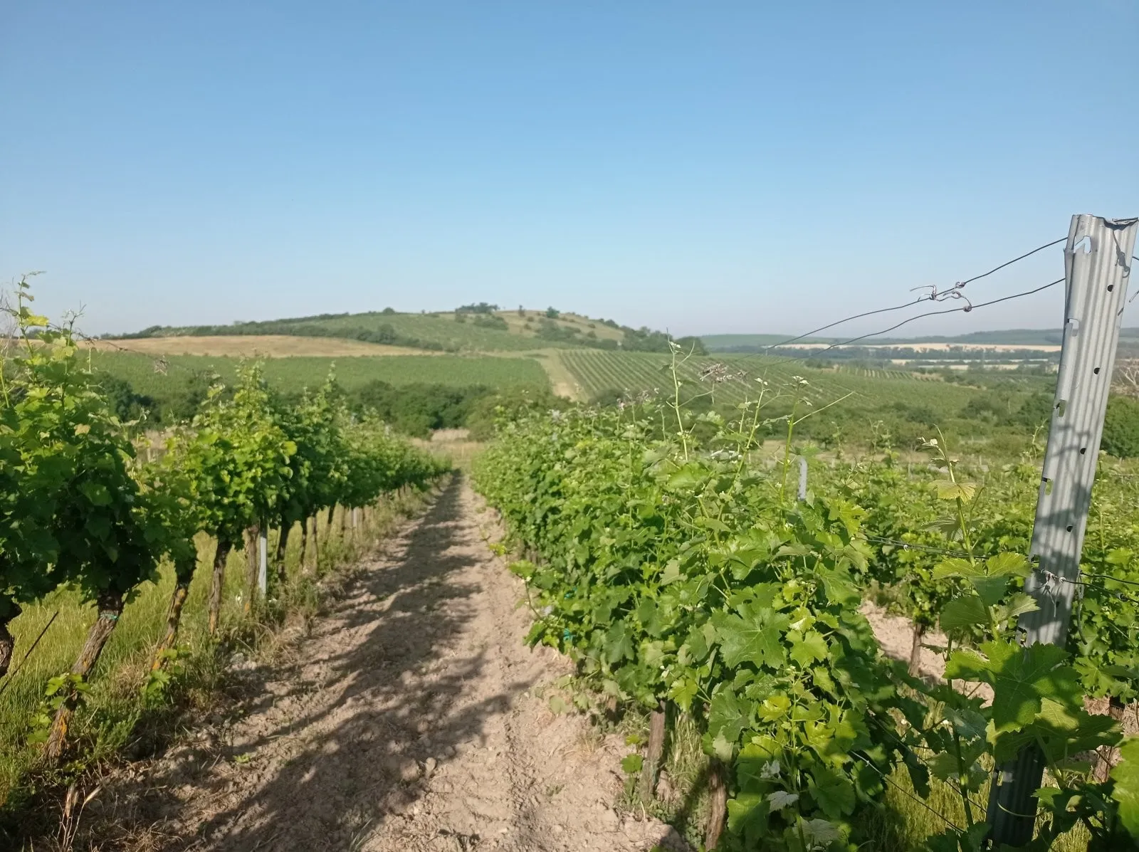 Ostatní
