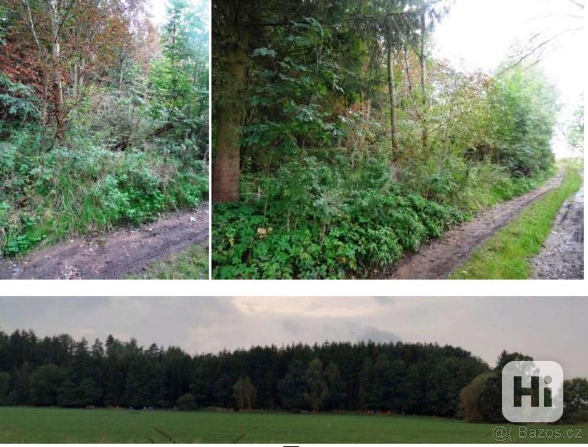 Prodej les - Plzeň, 321 00, 3 112 m²