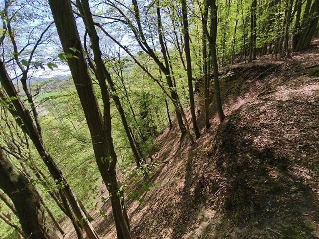 Les · Luže - Doly, okres Chrudim, Pardubický kraj - 3