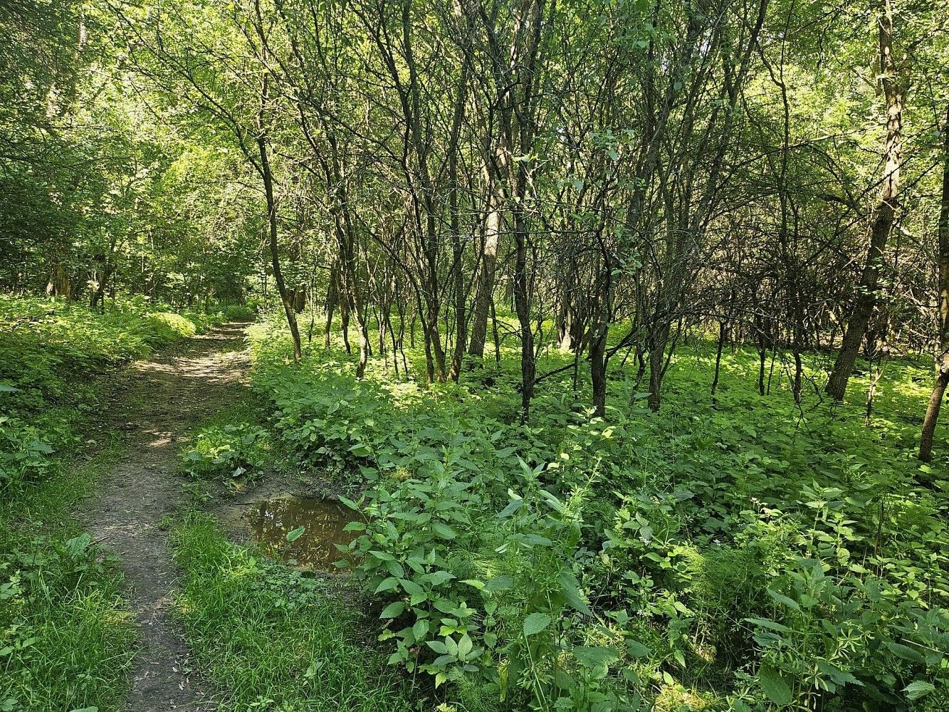 Louka · Boseň, okres Mladá Boleslav, Středočeský kraj - 3