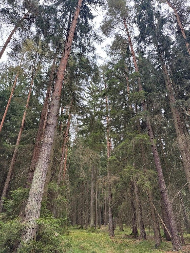 Lesy, Strážkovice - Varnsdorf, okres České Budějovice, Jihočeský kraj - 2