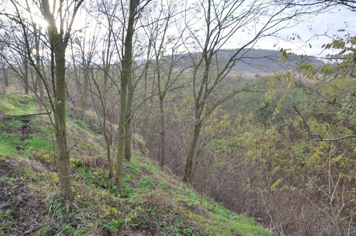 Prodej pozemek pro bydlení - Bechlín, 411 86