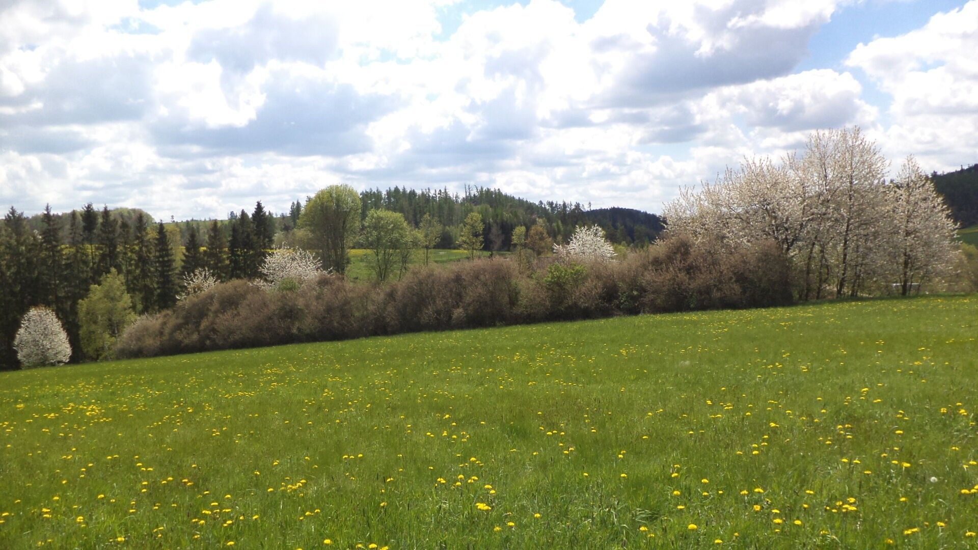 Pozemek · 5 357 m² · Vítkov - 3